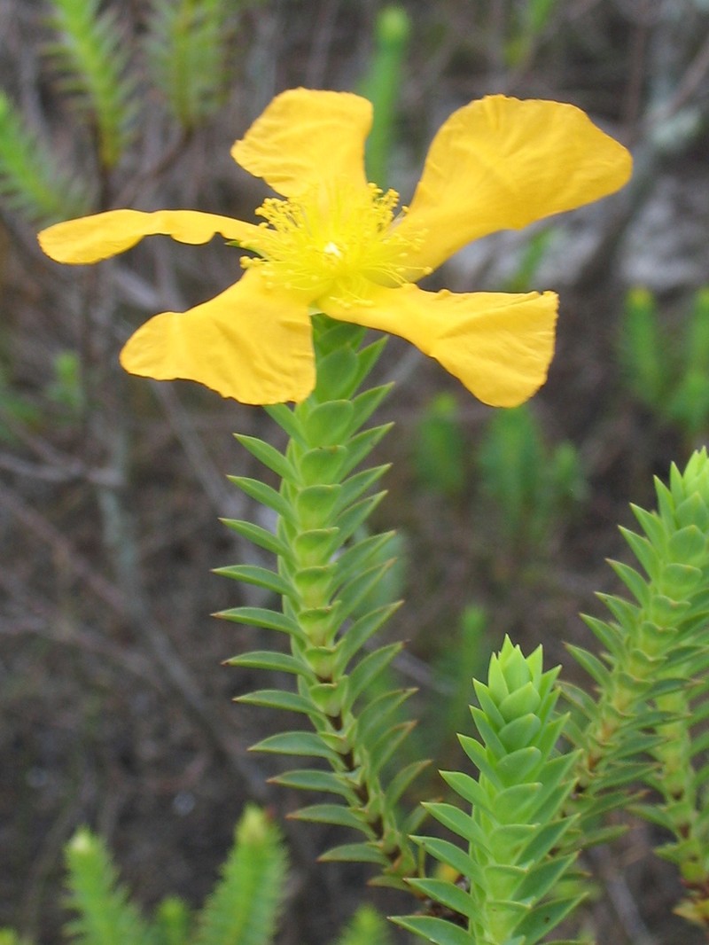 Hypericum styphelioides photo 7