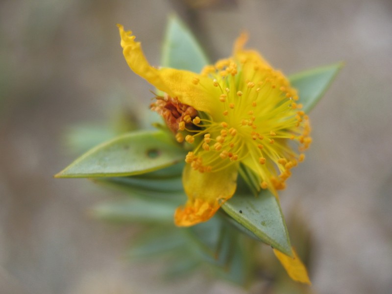 Hypericum styphelioides photo 8