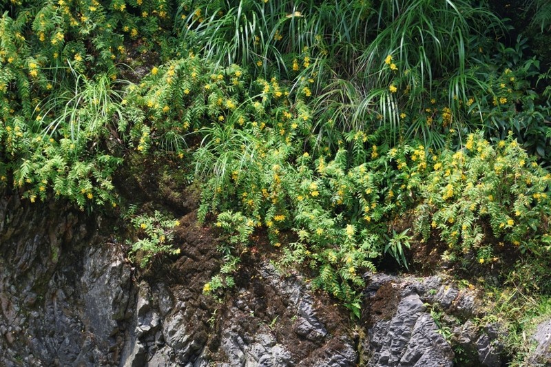 Hypericum subalatum