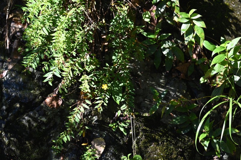 Hypericum subalatum photo 2