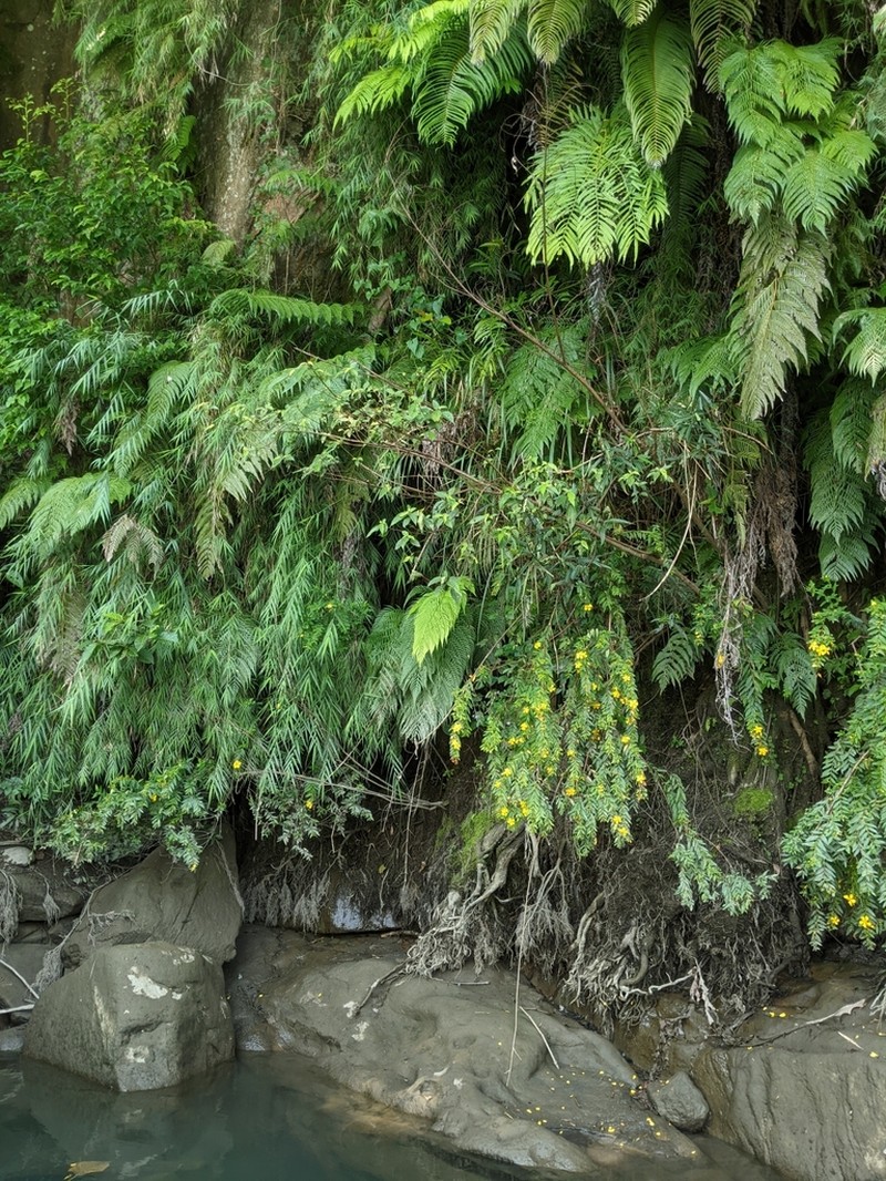Hypericum subalatum photo 3