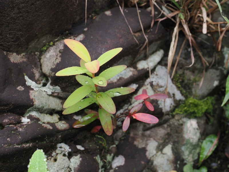 Hypericum subalatum photo 4