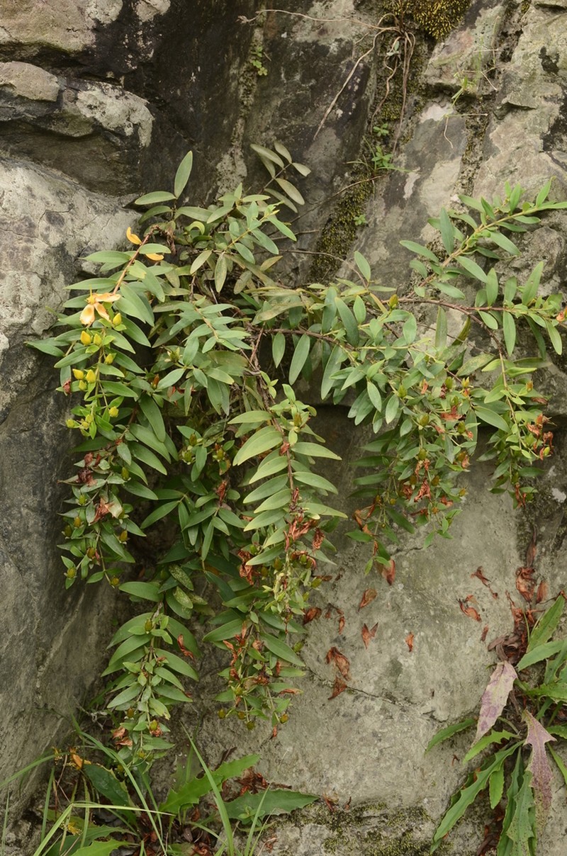 Hypericum subalatum photo 5
