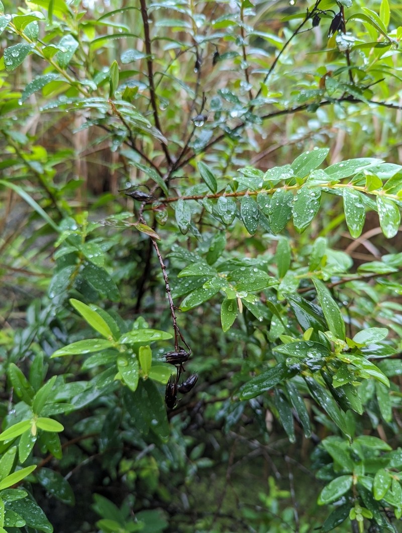 Hypericum subalatum photo 6