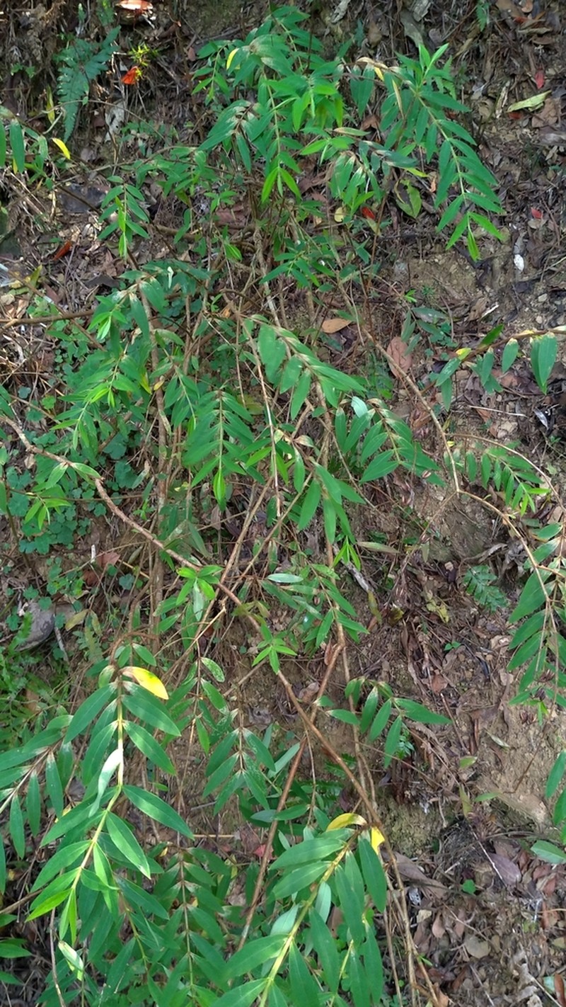 Hypericum subalatum photo 8
