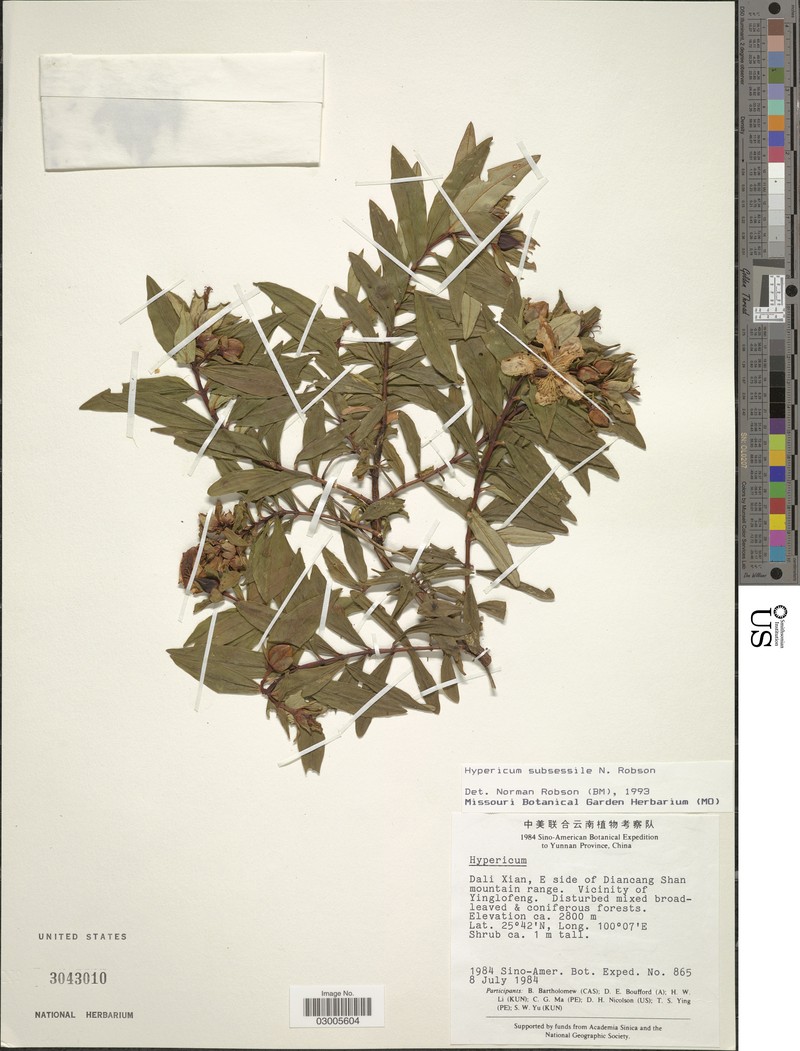 Hypericum subsessile