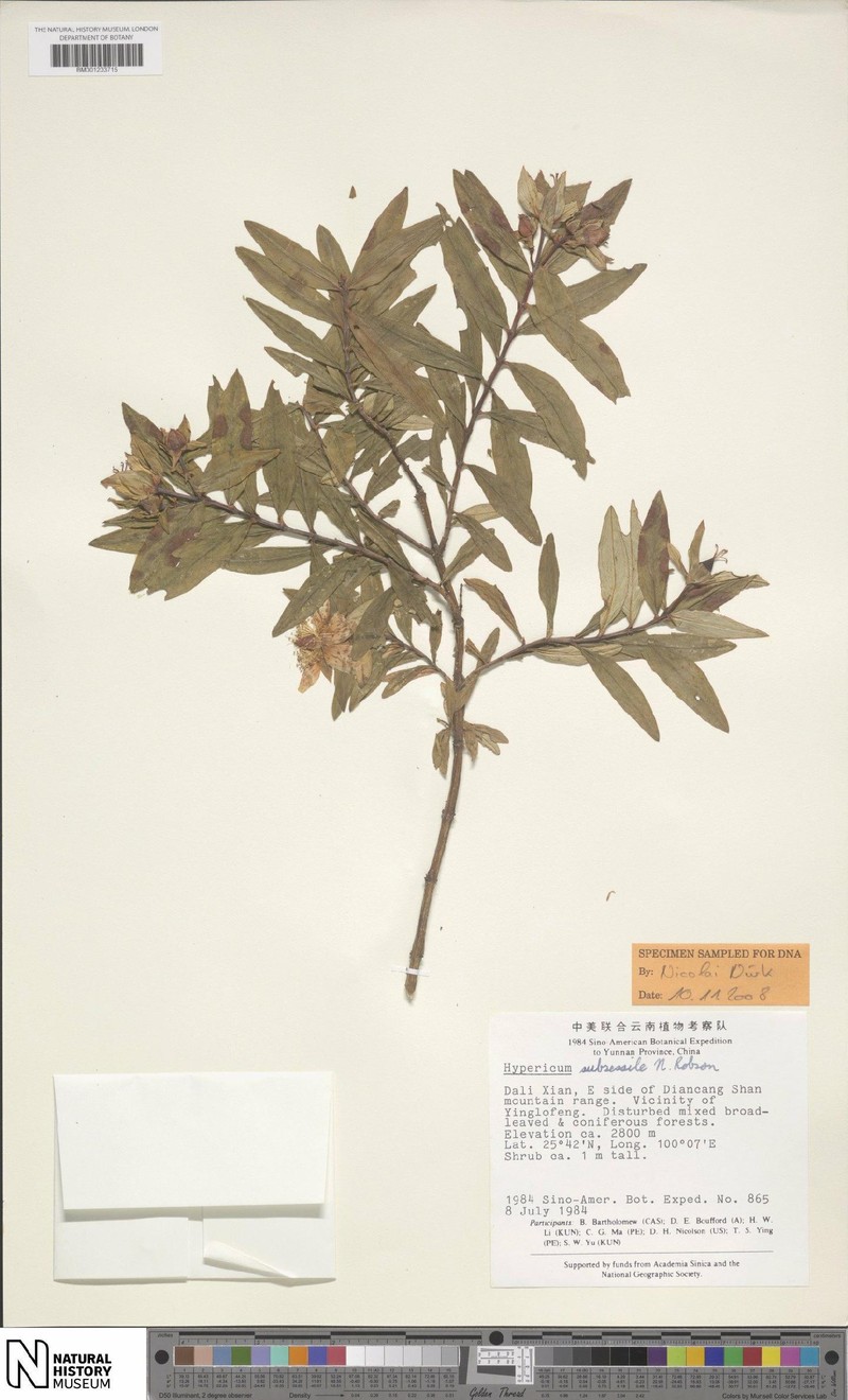 Hypericum subsessile photo 2