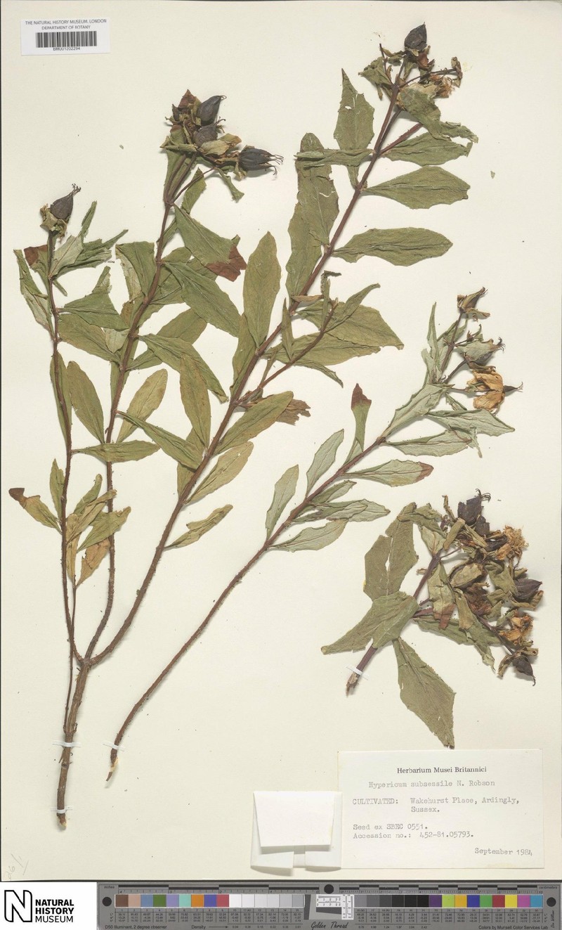 Hypericum subsessile photo 3