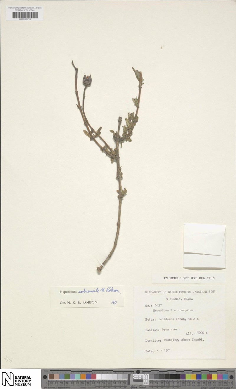Hypericum subsessile photo 5
