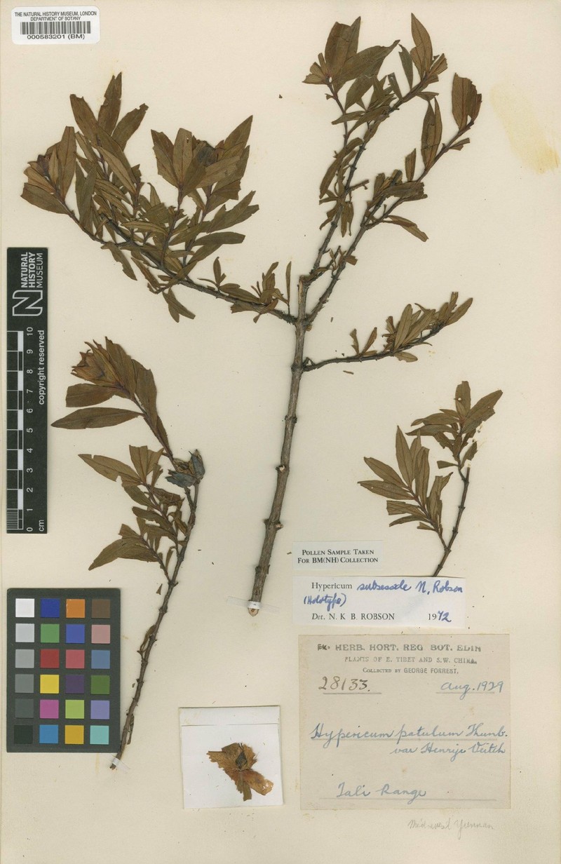 Hypericum subsessile photo 6