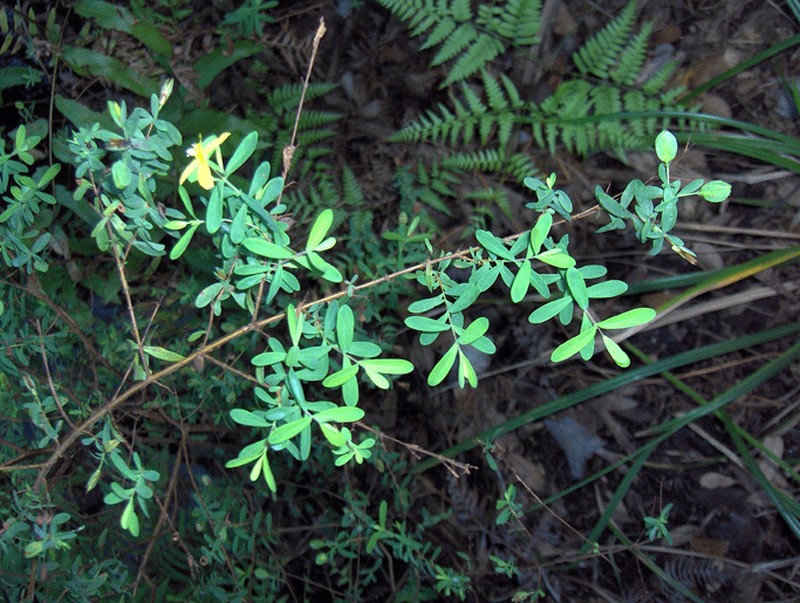 Pineland St. Johnswort photo 2