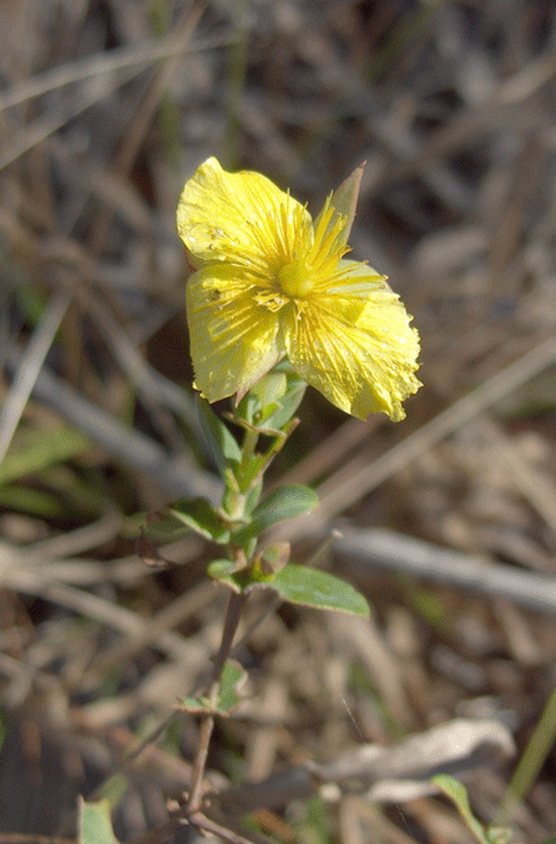 Pineland St. Johnswort photo 3