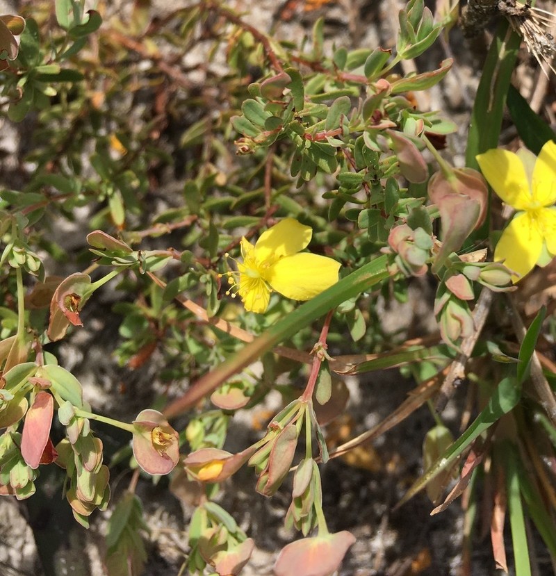 Pineland St. Johnswort