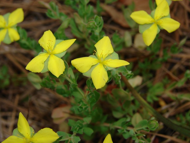 Pineland St. Johnswort photo 2