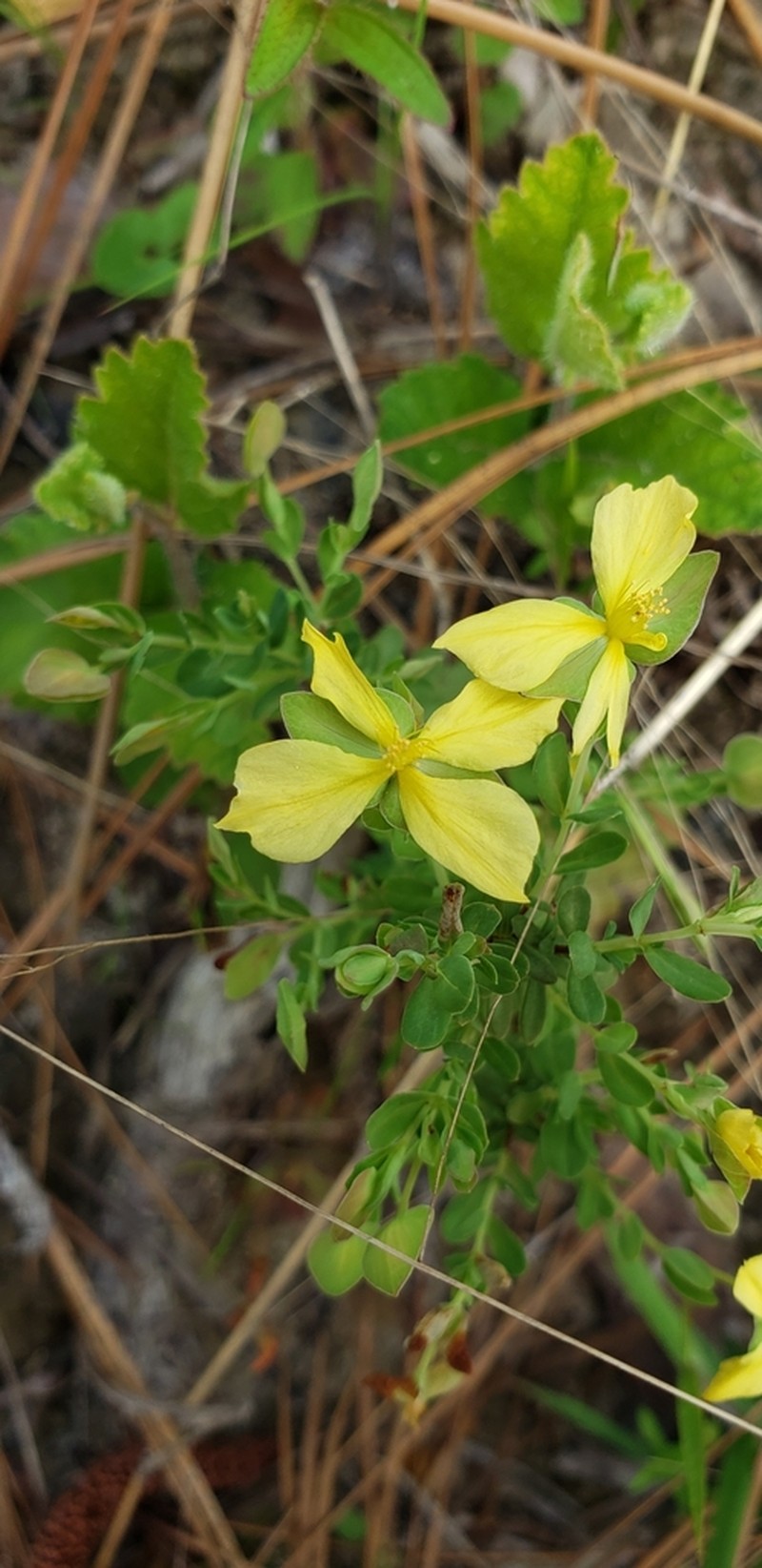 Pineland St. Johnswort photo 3
