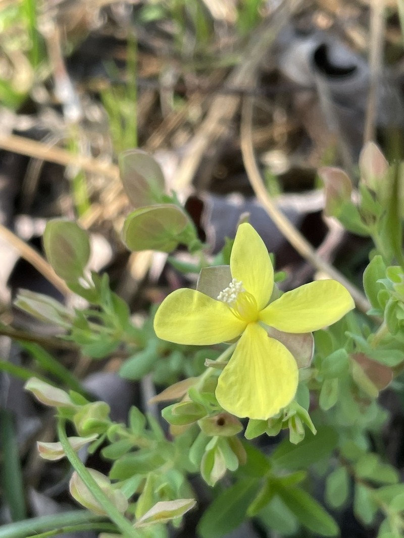Pineland St. Johnswort photo 4