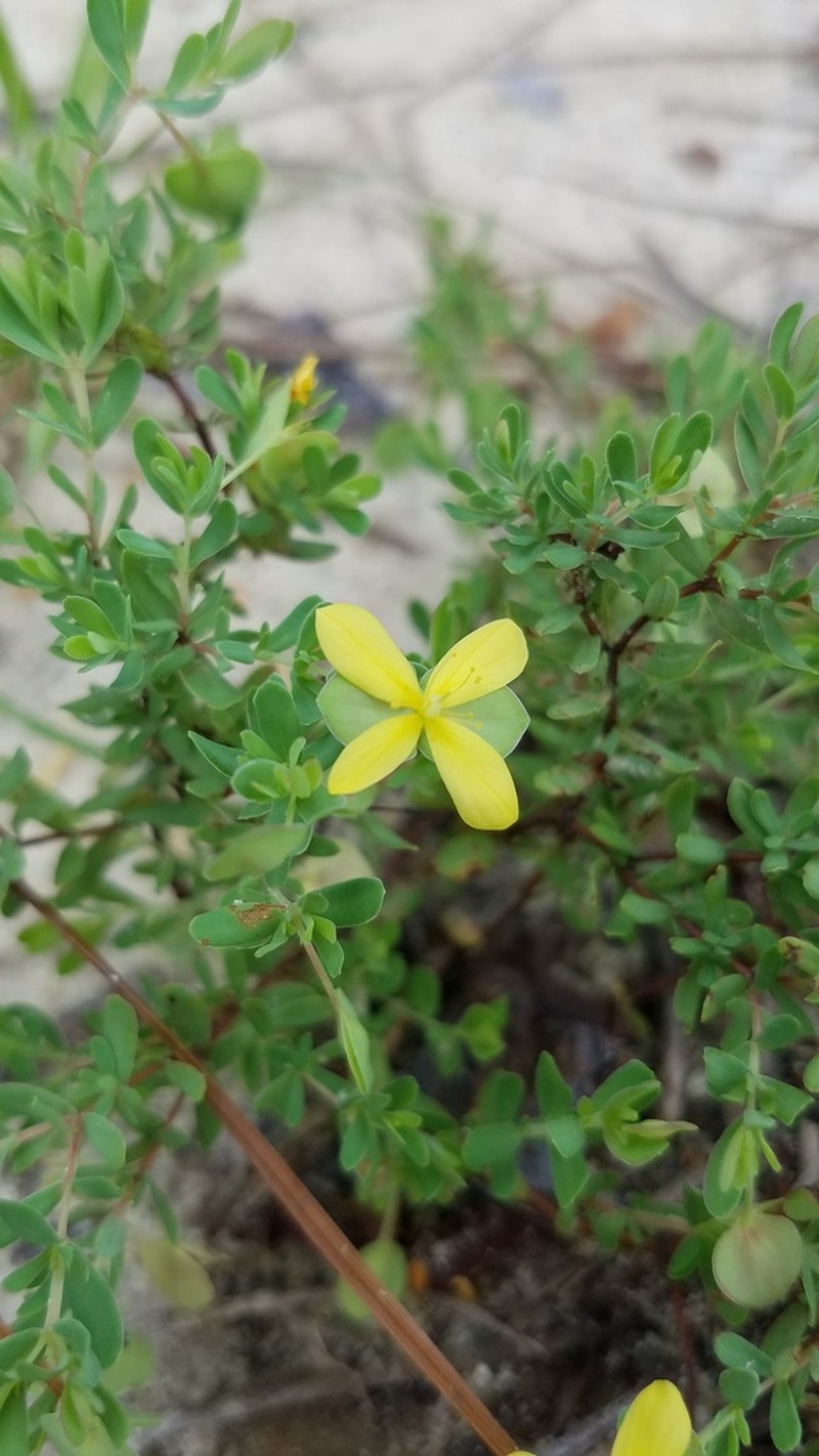 Pineland St. Johnswort photo 5