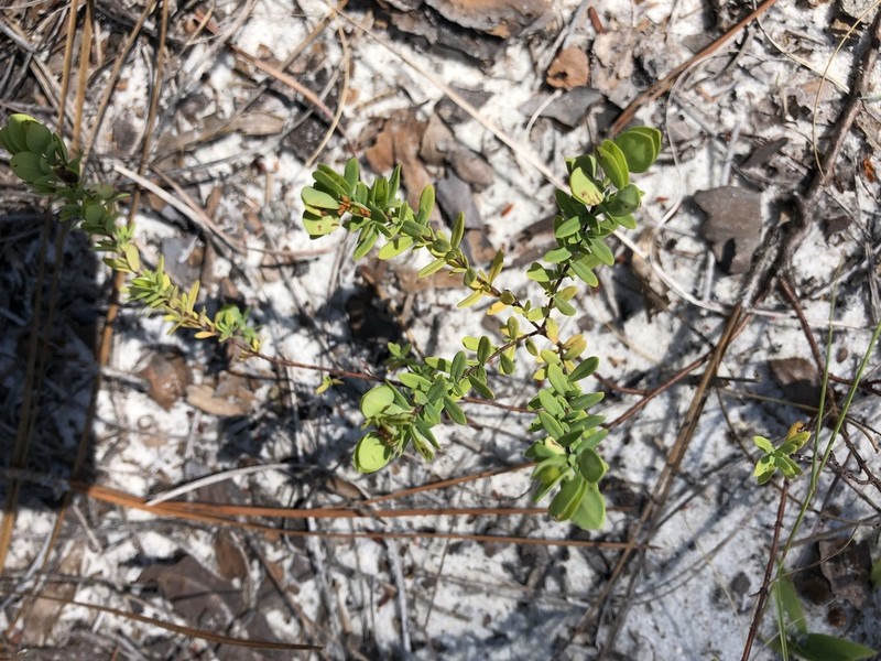 Pineland St. Johnswort photo 6
