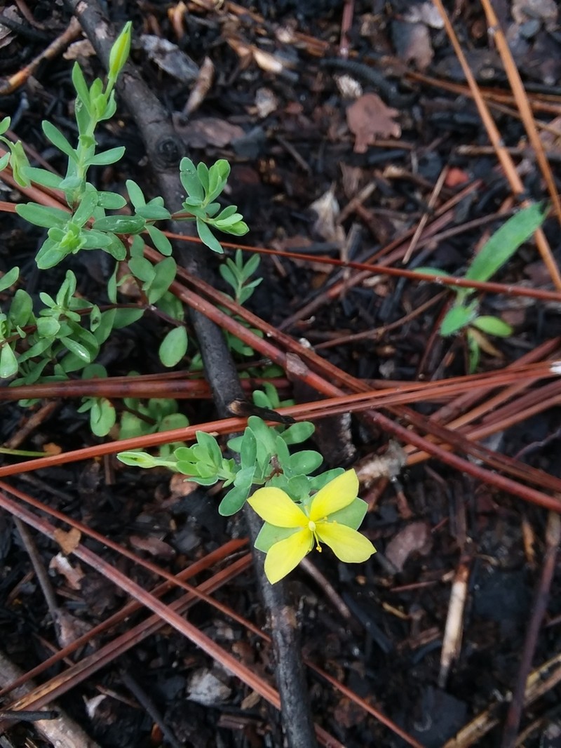 Pineland St. Johnswort photo 7