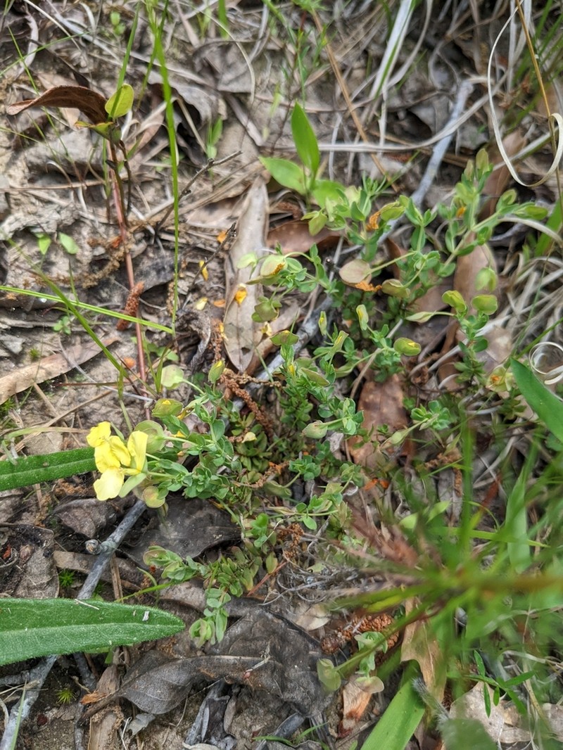 Pineland St. Johnswort photo 8