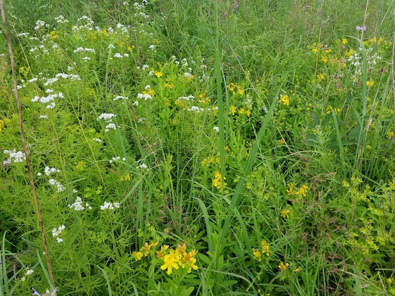 Hypericum swinkianum photo 2