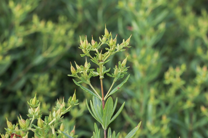 Hypericum swinkianum photo 3