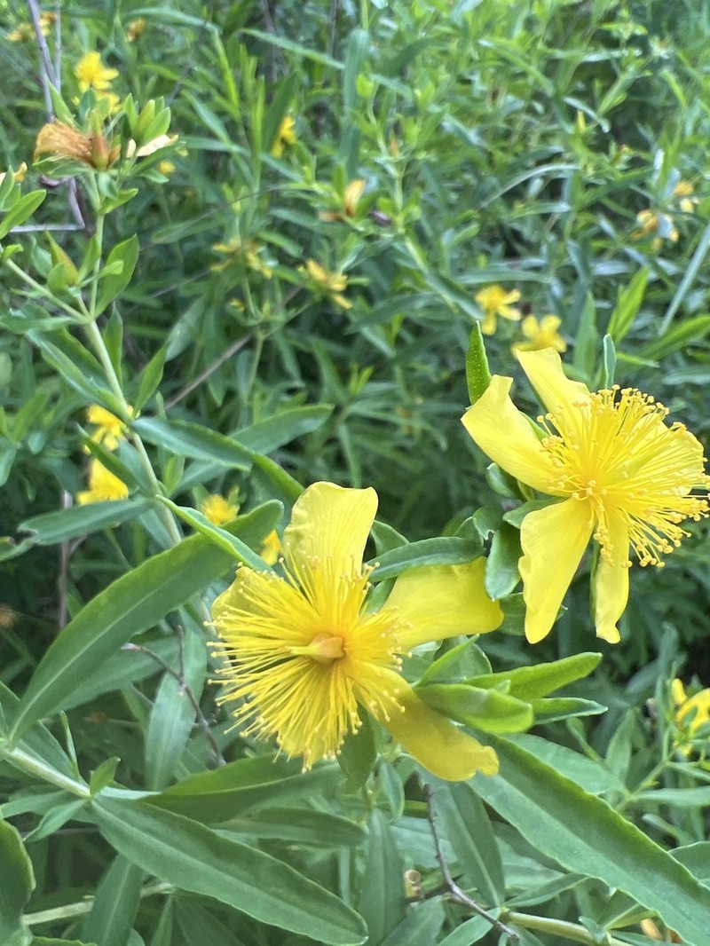 Hypericum swinkianum photo 4