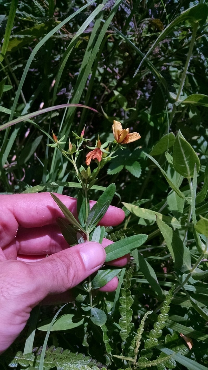 Hypericum swinkianum photo 5