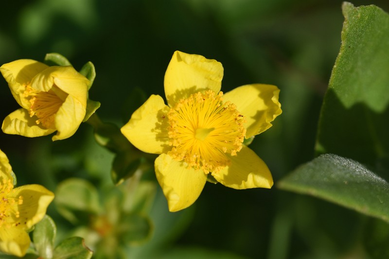 Hypericum swinkianum photo 6