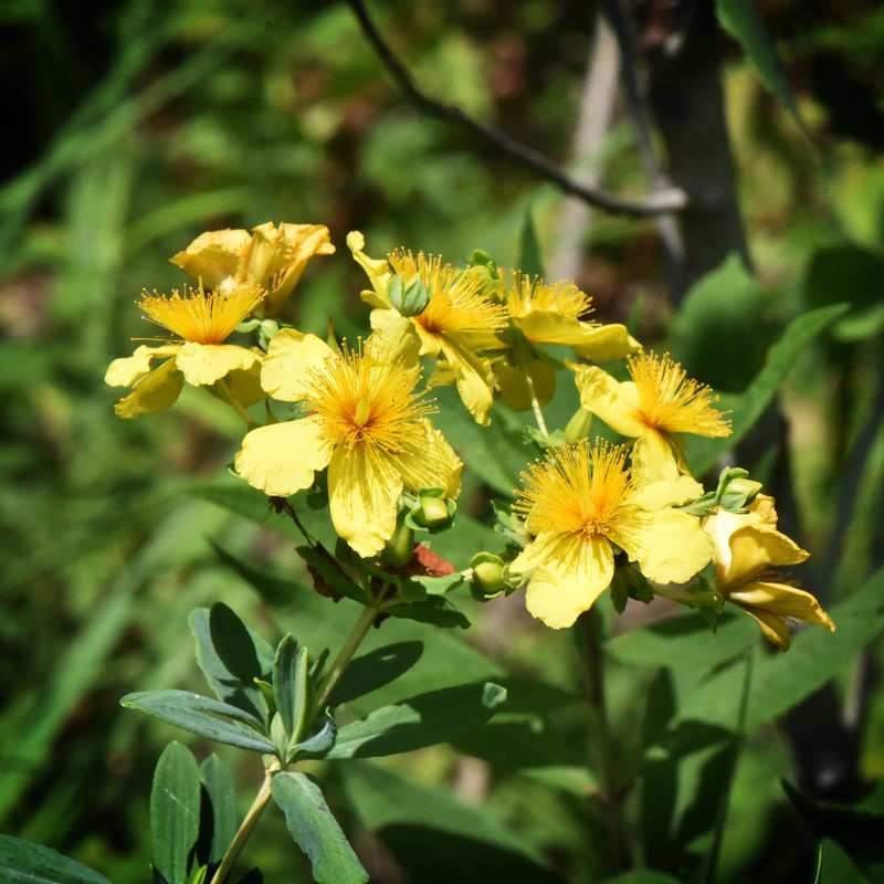Hypericum swinkianum photo 7