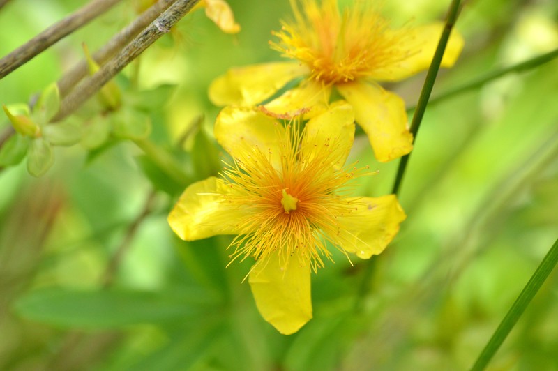 Hypericum swinkianum photo 8