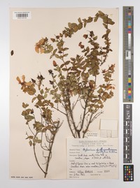 Hypericum synstylum