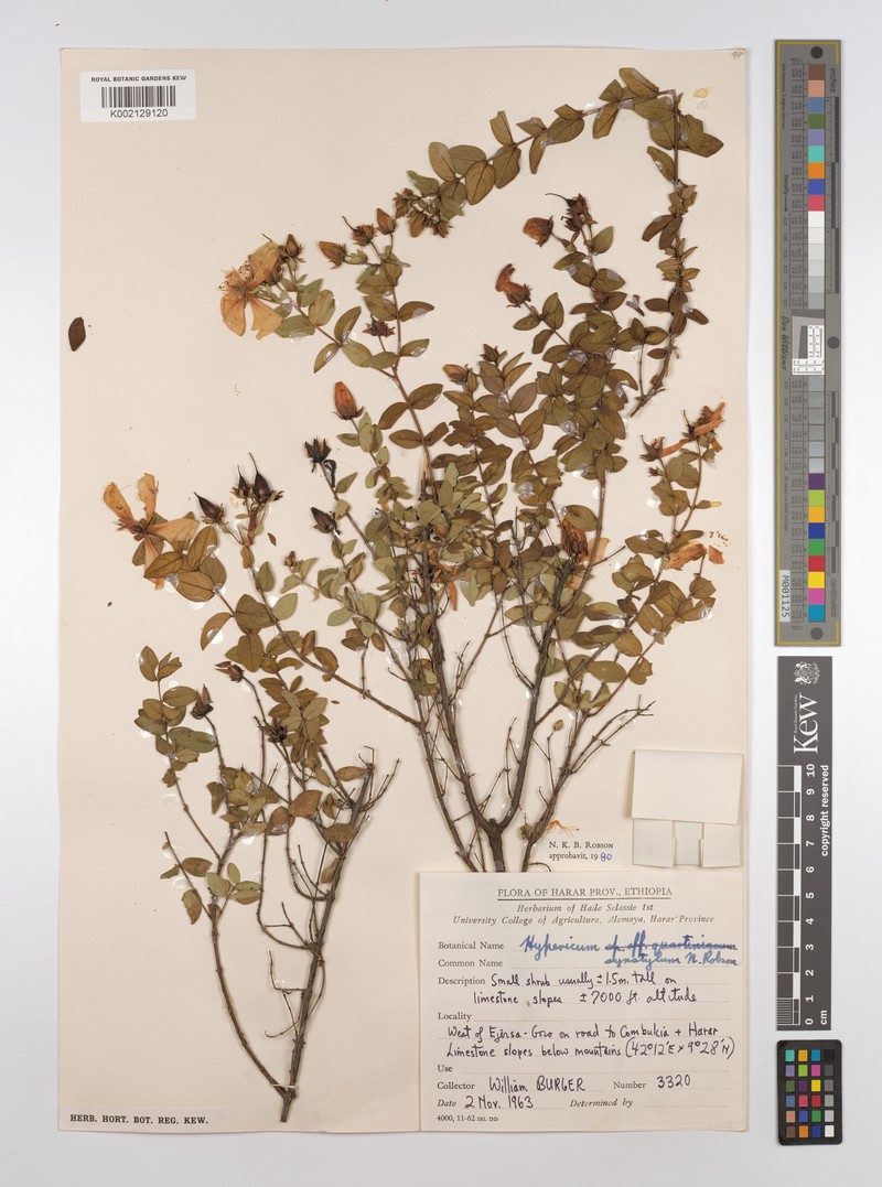 Hypericum synstylum