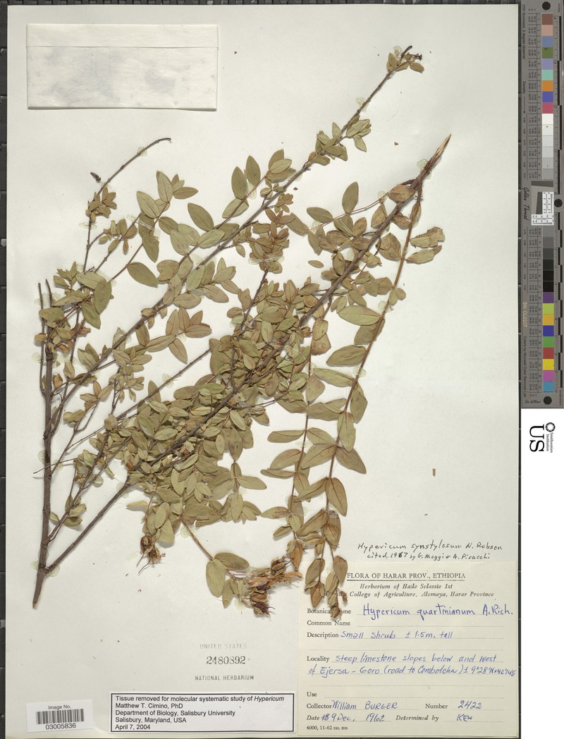 Hypericum synstylum photo 2