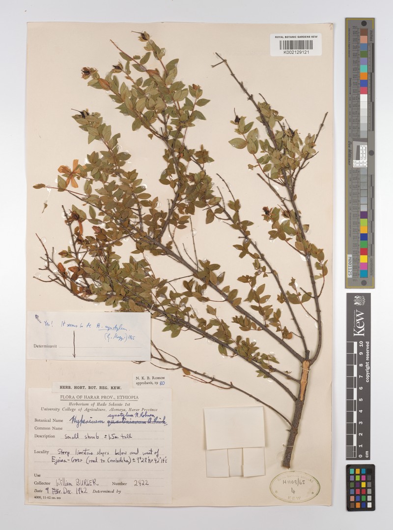Hypericum synstylum photo 3