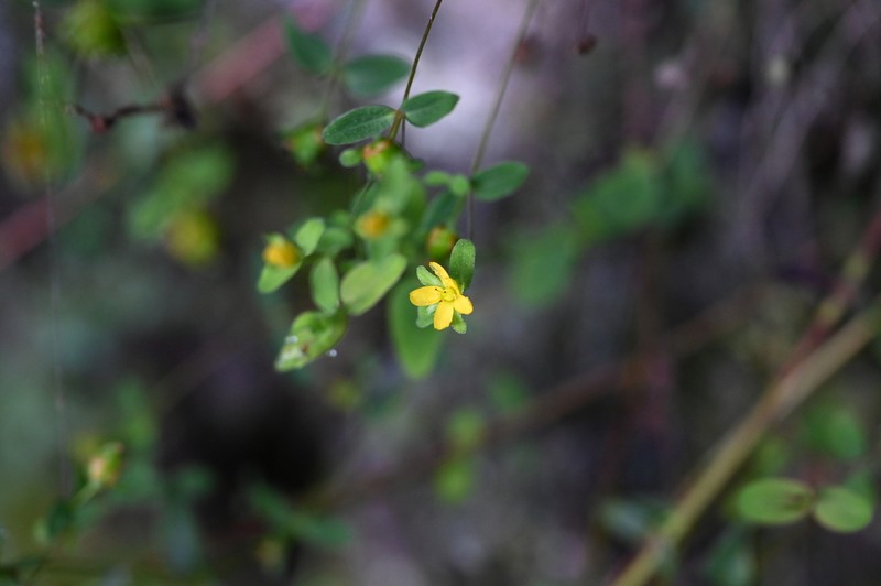Hypericum taihezanense