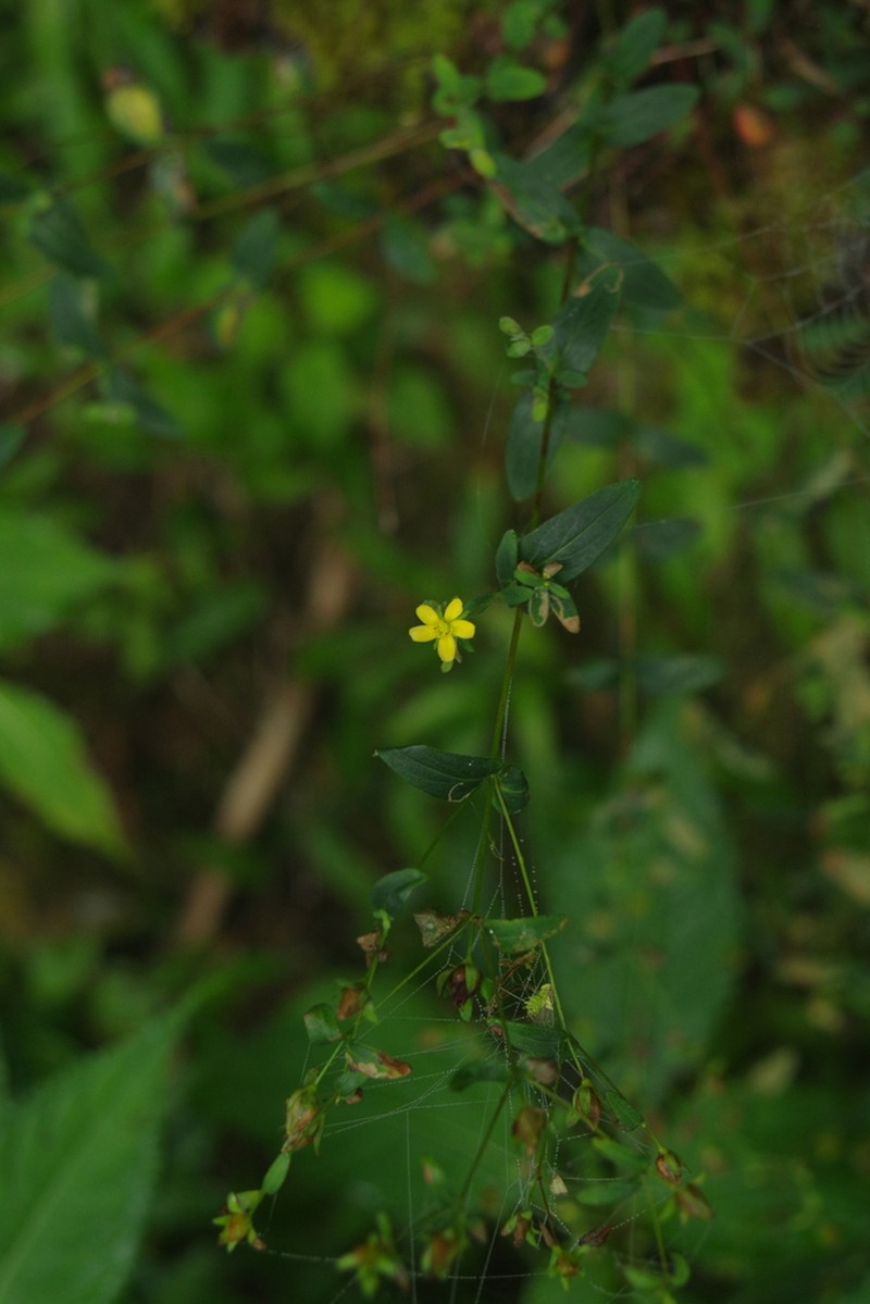 Hypericum taihezanense photo 2