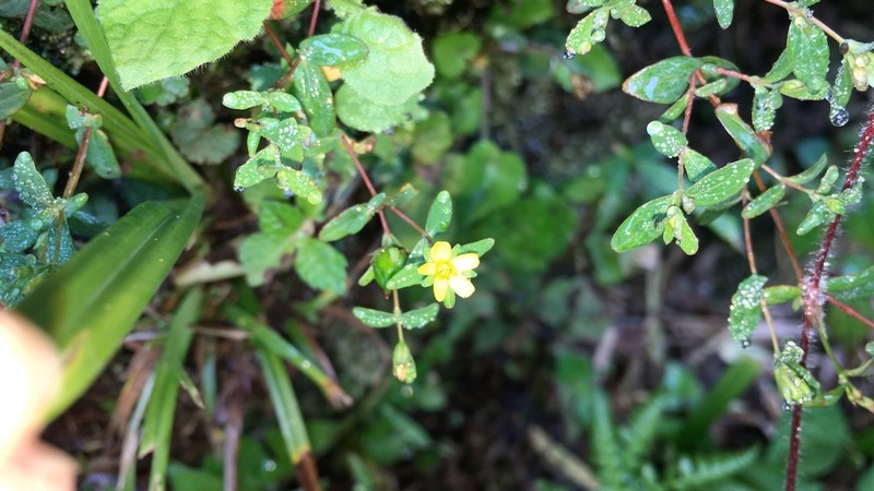Hypericum taihezanense photo 3
