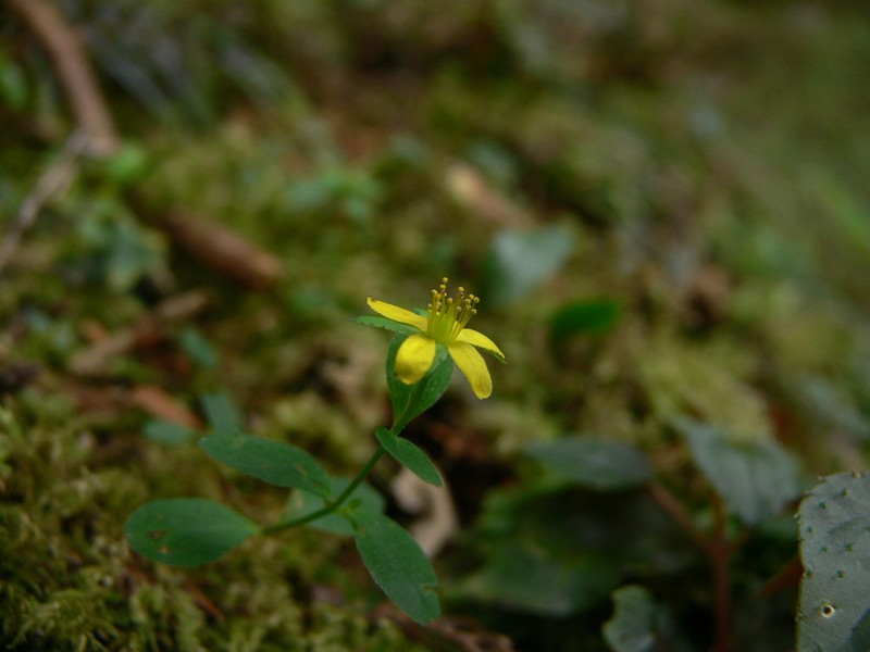 Hypericum taihezanense photo 4
