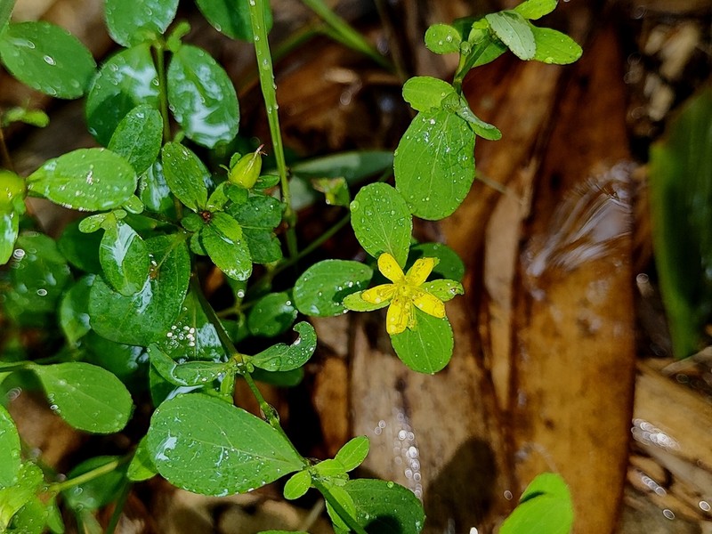 Hypericum taihezanense photo 5