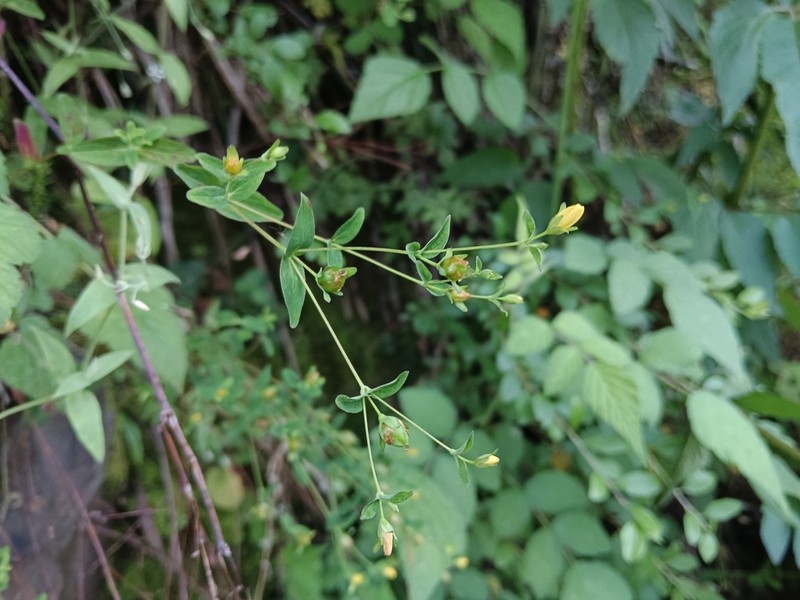 Hypericum taihezanense photo 6