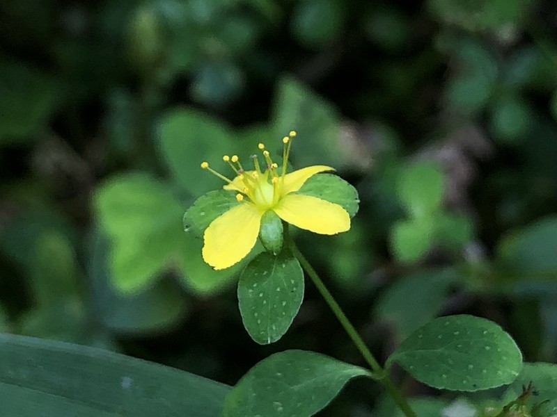 Hypericum taihezanense photo 8
