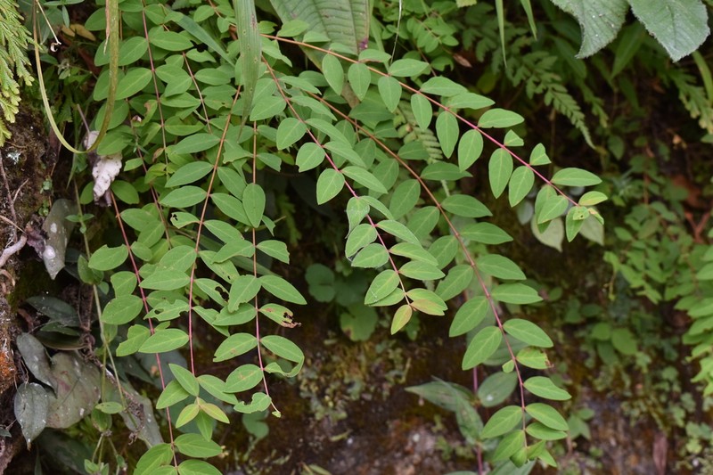 Hypericum tenuicaule