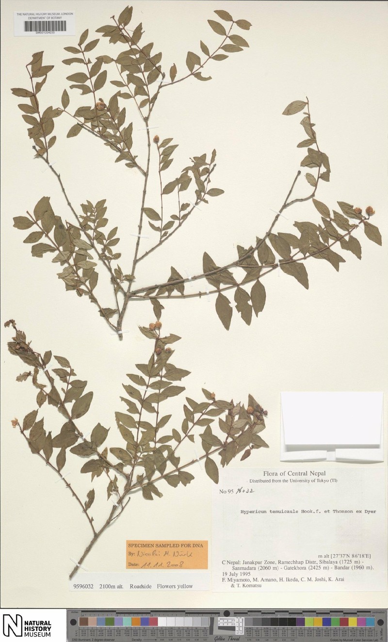 Hypericum tenuicaule photo 2