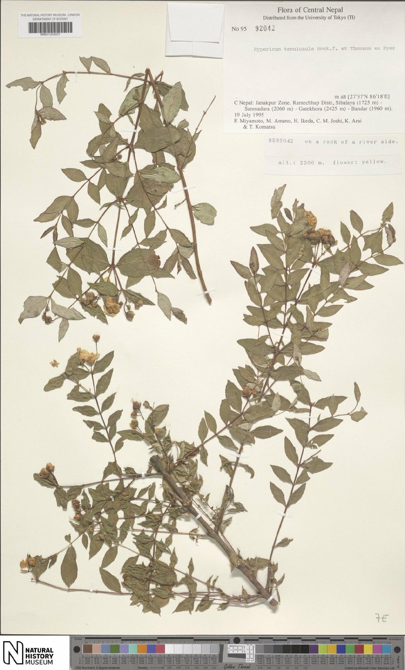 Hypericum tenuicaule photo 3