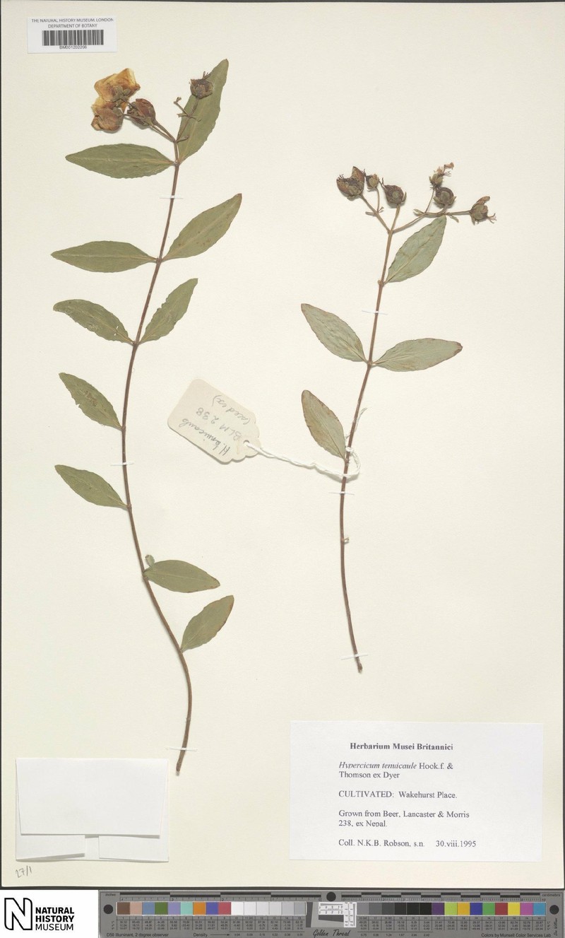 Hypericum tenuicaule photo 4