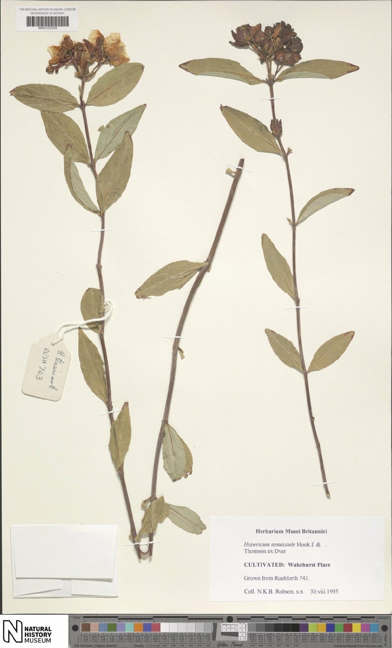 Hypericum tenuicaule photo 5