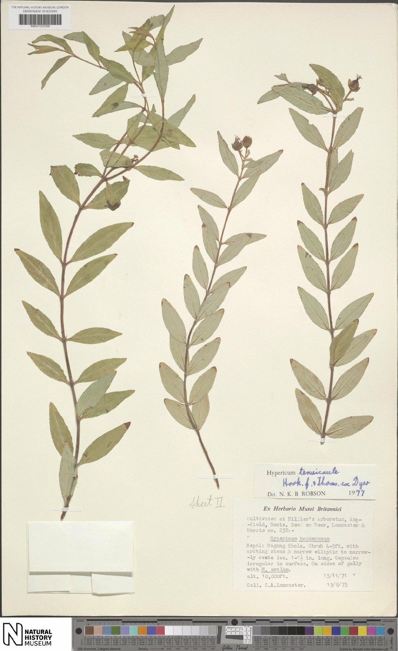 Hypericum tenuicaule photo 6