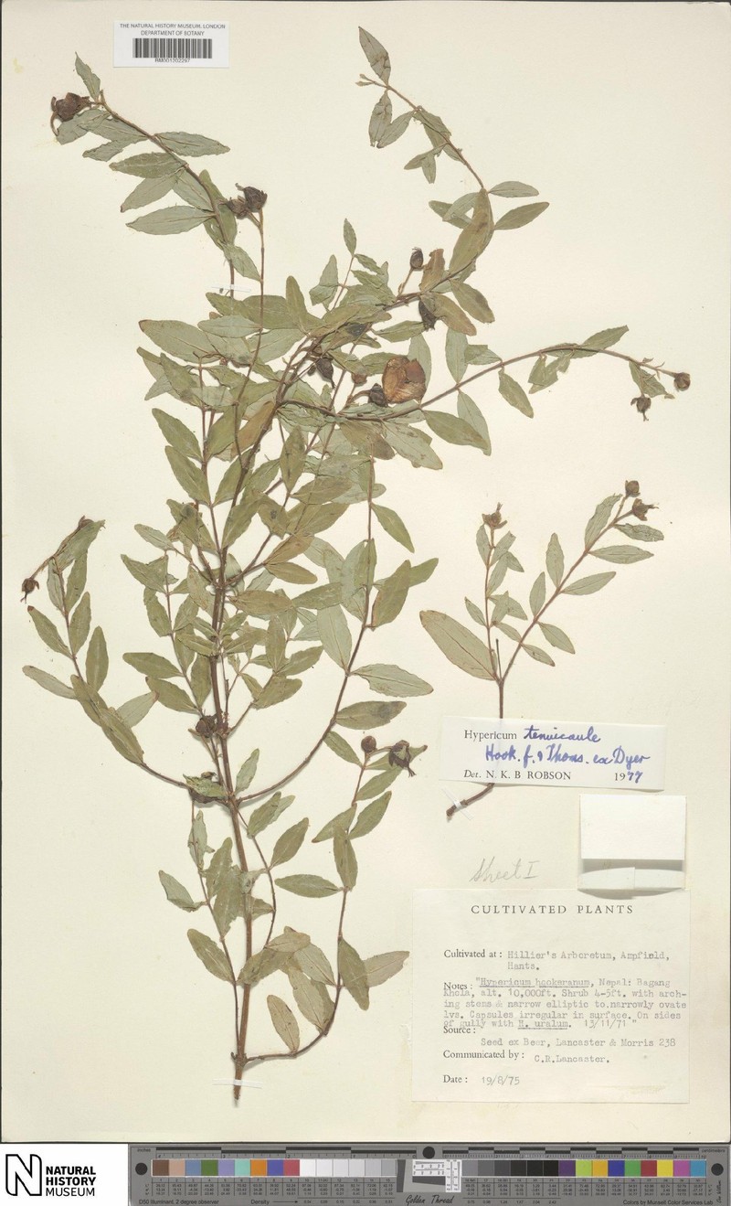 Hypericum tenuicaule photo 7