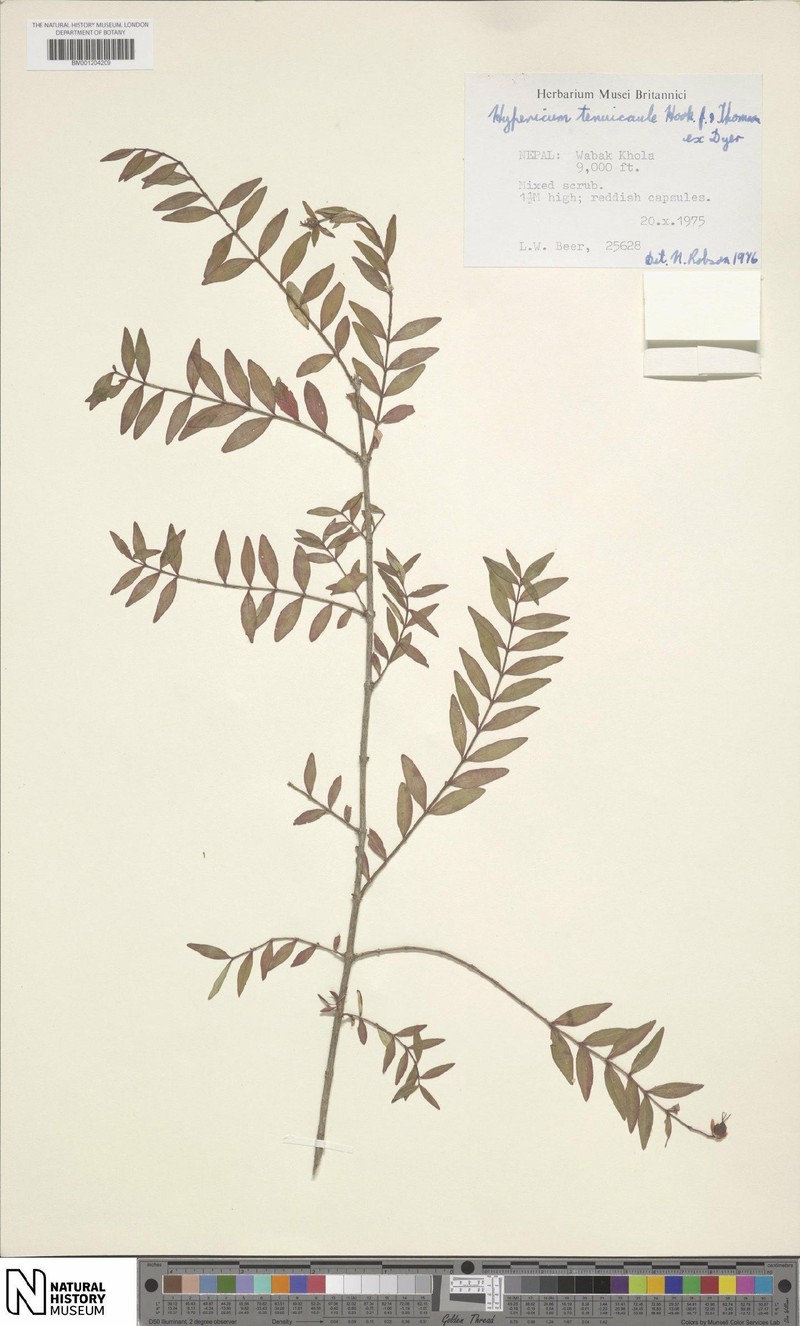 Hypericum tenuicaule photo 8